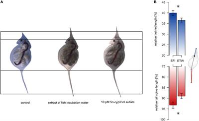 One Kairomone and Multiple Effects in Daphnia Species—5α-Cyprinol Sulfate Induces Morphological Defenses in the Invasive Species Daphnia lumholtzi